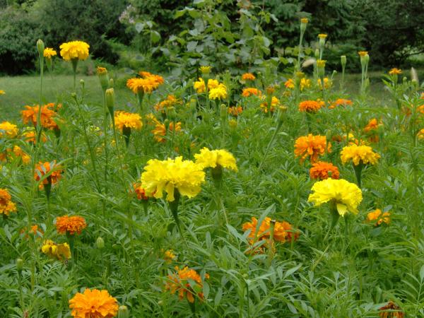 Garden Flowers