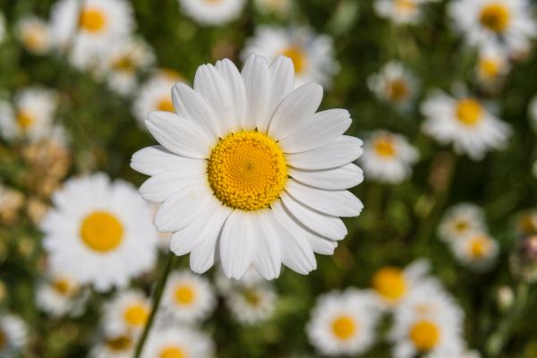 Garden Flowers