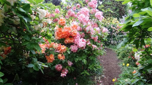 Garden Flowers