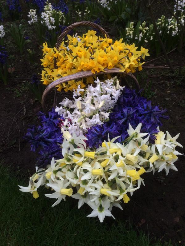 Garden Flowers