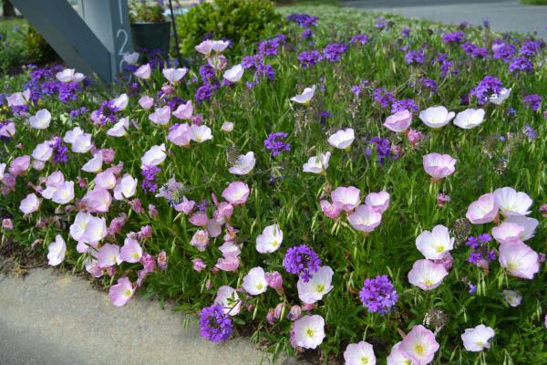 summer bloom
