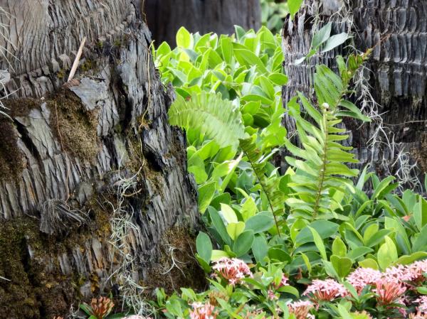 Garden on Tree Bark