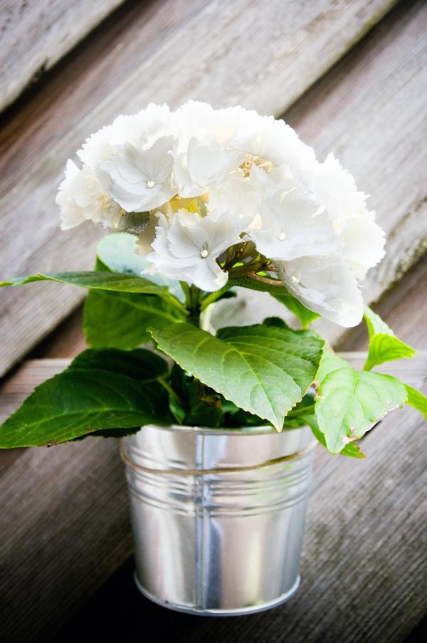 Garden plant