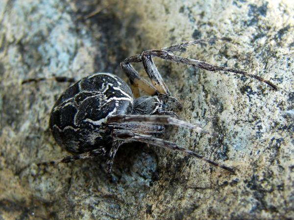 Garden Spider