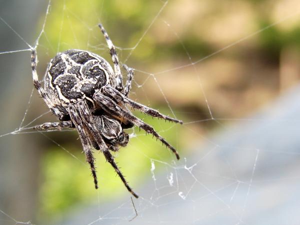 Garden Spider