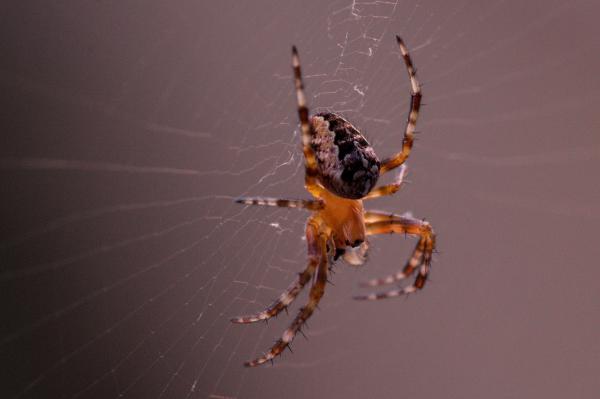 Garden Spider