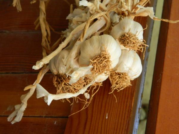 Garlic