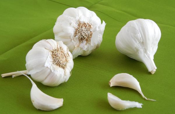 Garlic