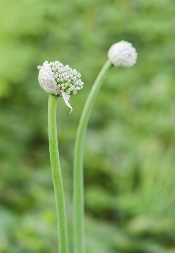 Garlic Flower