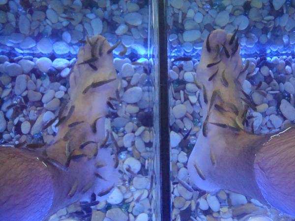 Garra rufa fish SPA therapy