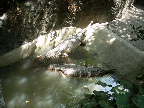 Gators at Surabaya Zoo