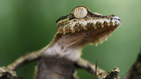 Gecko on Tree