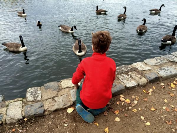 Geese chatting