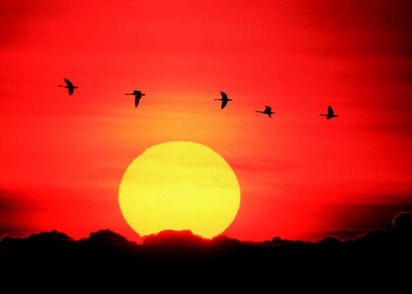 Geese Flying