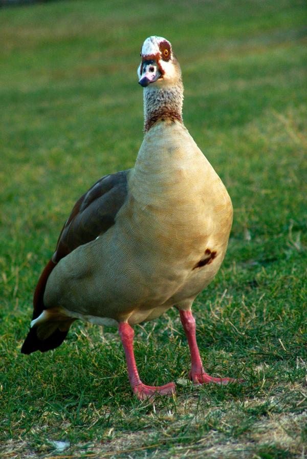 Geese in the grass