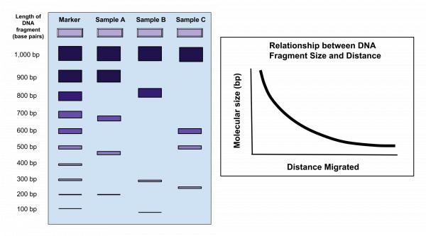 Gel electrophoresis