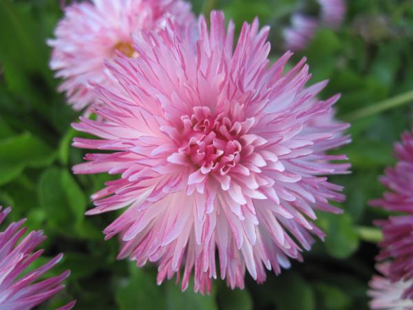 Geogeous pink flowers