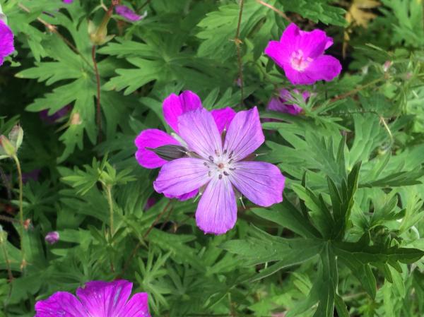 Geranium