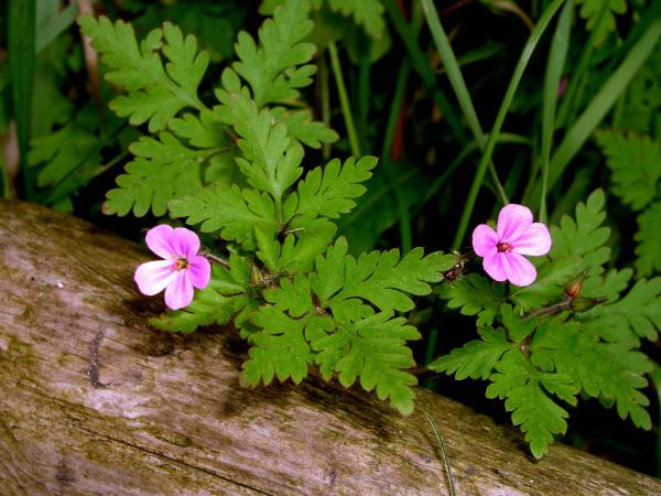 Geranium Robertianum