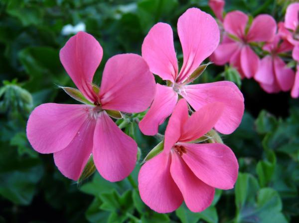 Geranium