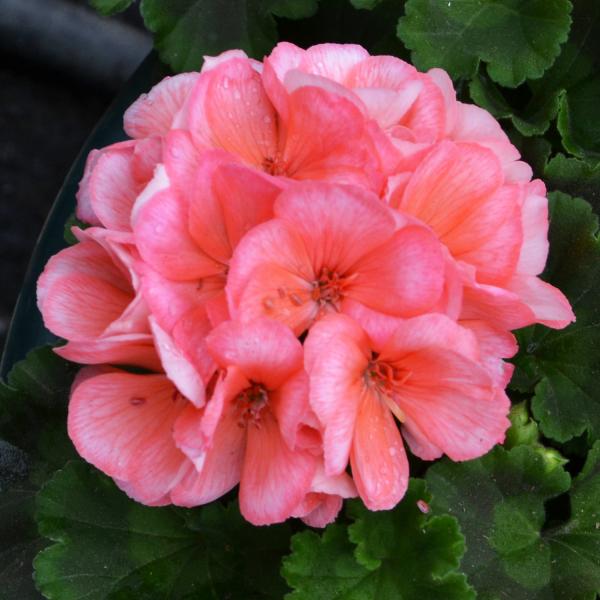 Pink Geranium