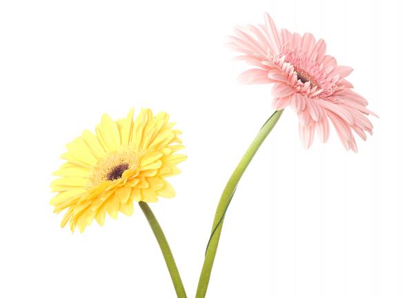 Gerbera