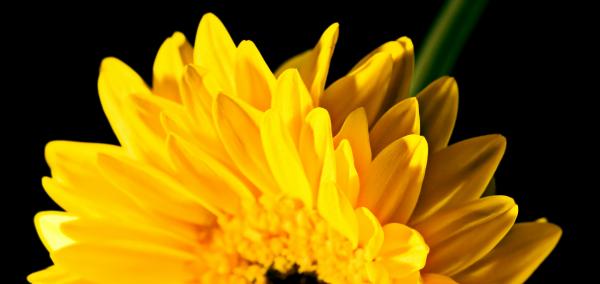 gerbera