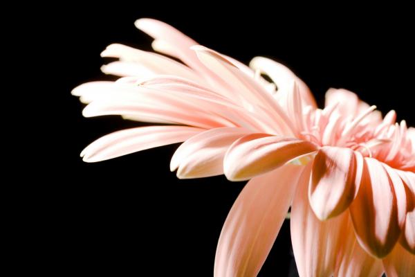 gerbera