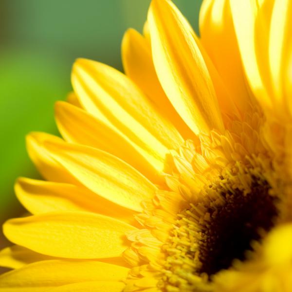 gerbera