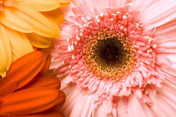 Gerbera background
