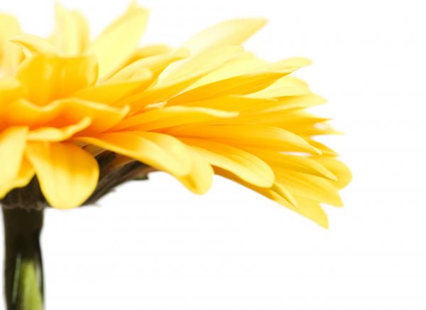 Gerbera flower