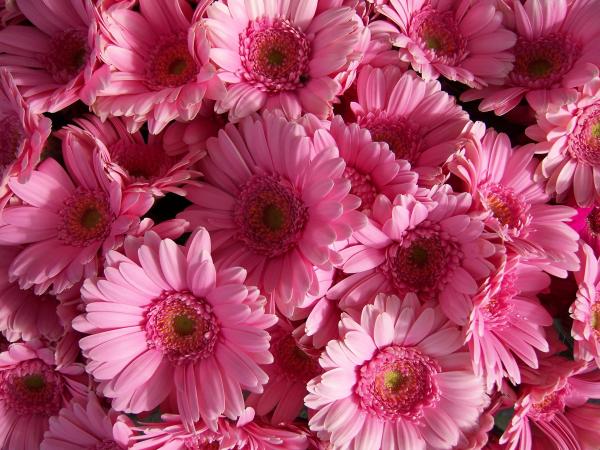 Gerbera flower