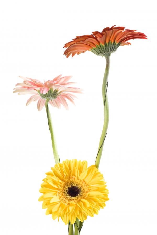 Gerbera Flowers