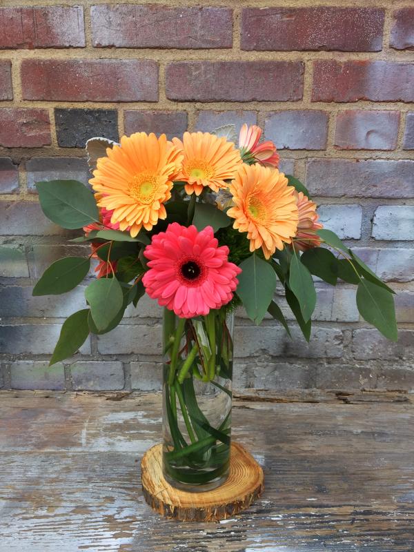 Gerberas