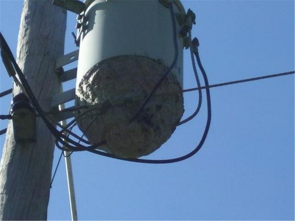 Giant Bees Nest on Power Transformer