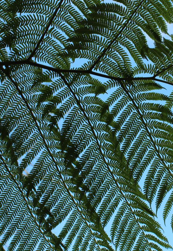 Giant Fern Leaves - detail