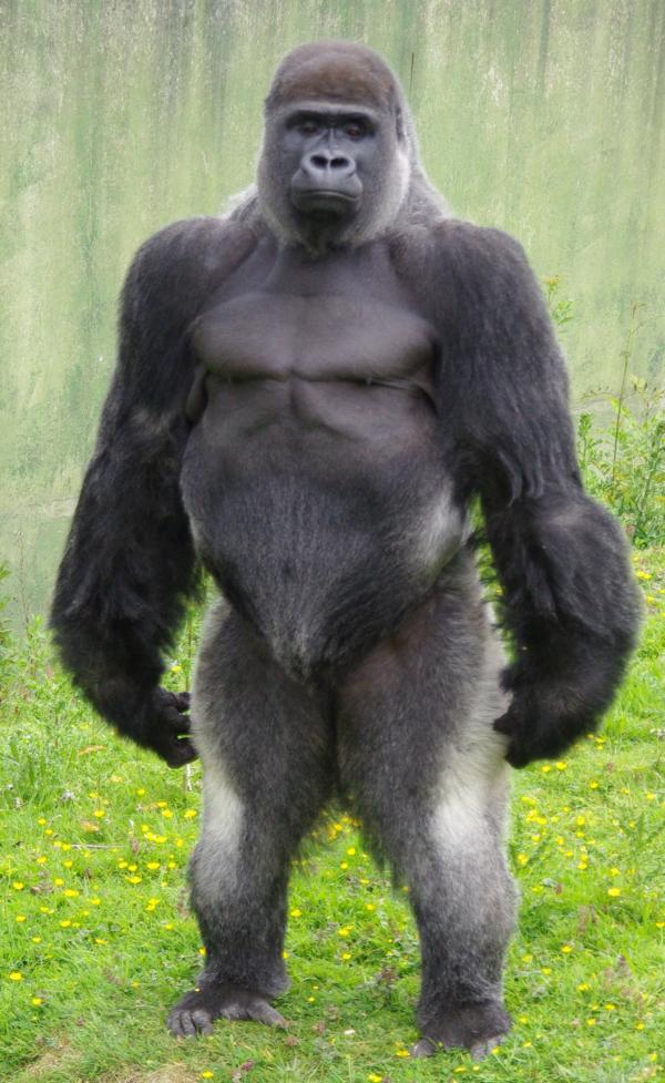 Silverback Gorilla