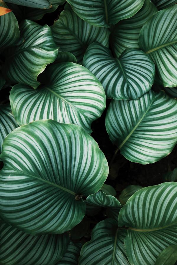 Giant Leaves