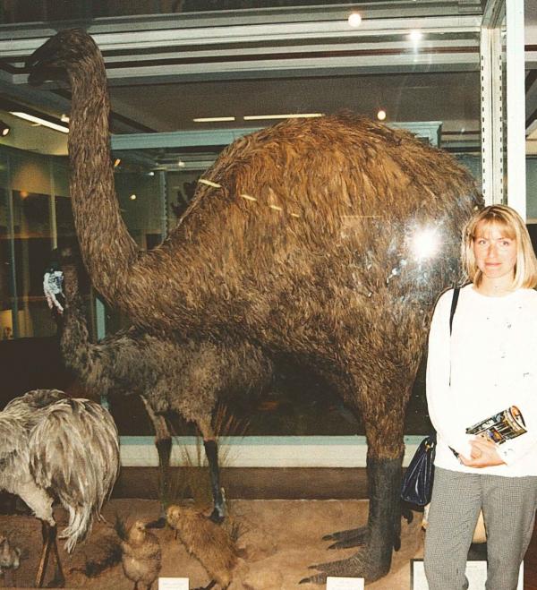 Giant Ostrich