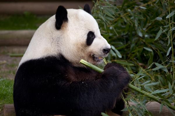Giant panda