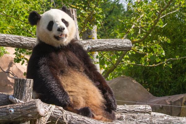 Giant panda