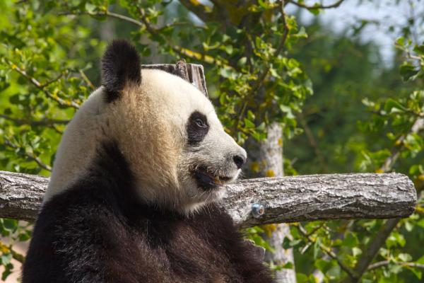 Giant panda