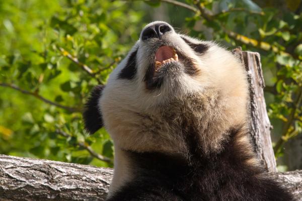 Giant panda