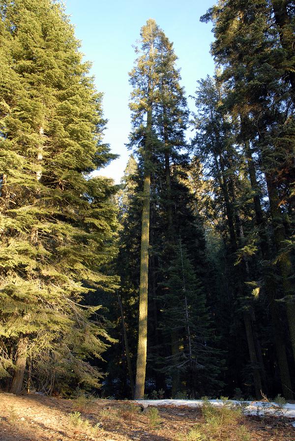 Giant Pine in Sequoia National Park