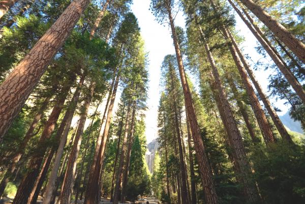 Giant Trees