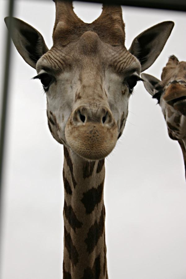 Giraf closeup