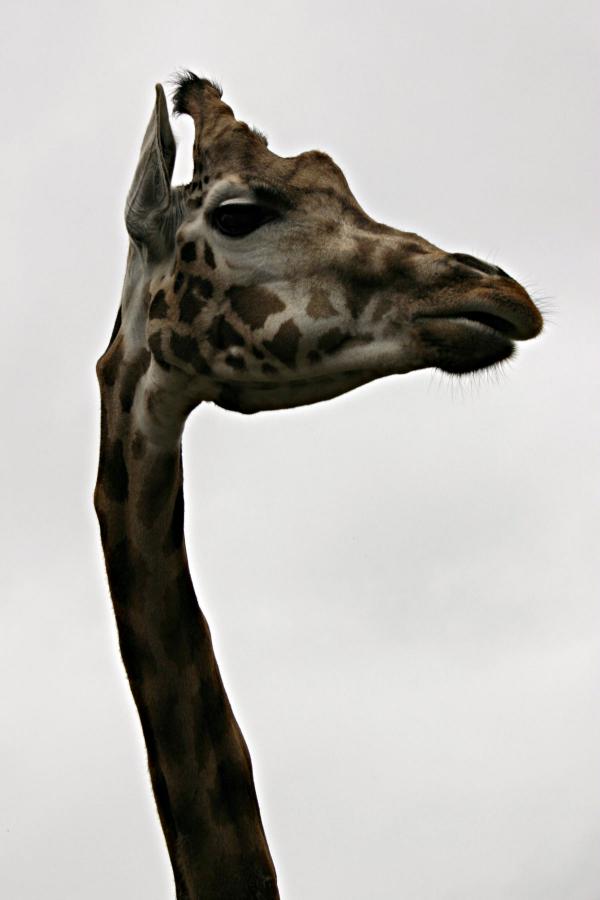 Giraf closeup
