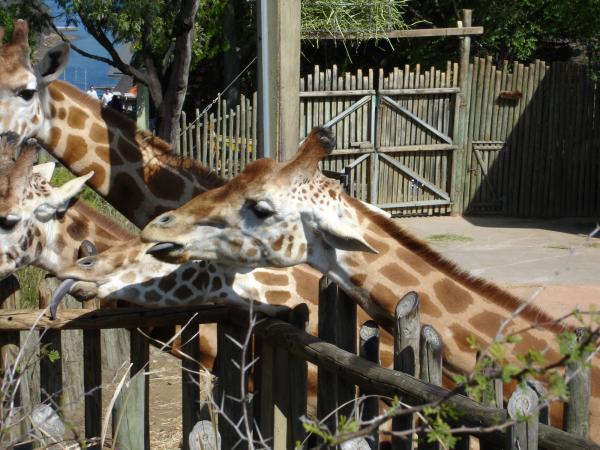 Giraffe