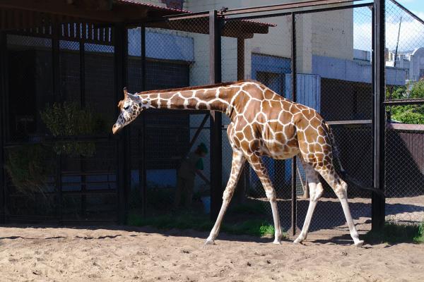 Giraffe