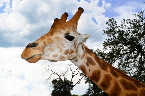 Giraffe